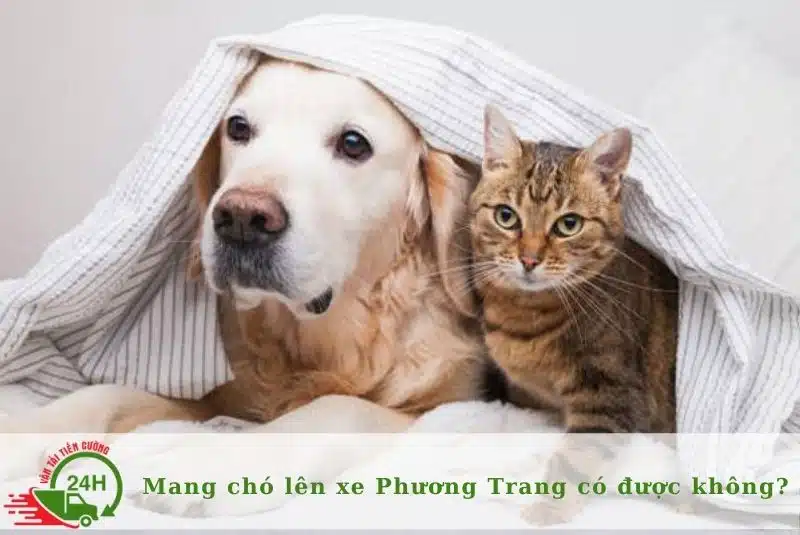 Mang chó lên xe Phương Trang có được không?| Nguồn: Internet